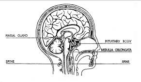 English: Pineal Gland and Pituitary Body Locat...