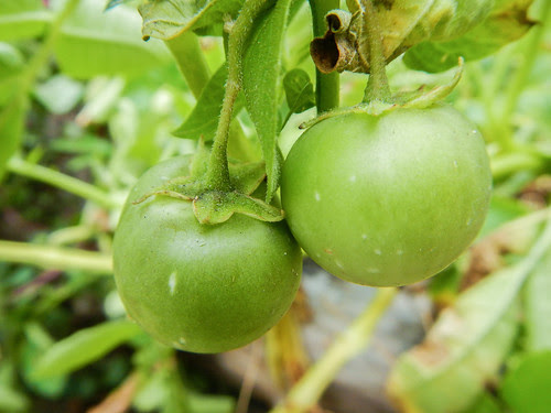 Tomatoes on my Potato Plant