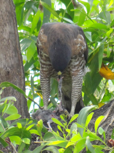鳳頭蒼鷹/無限台南