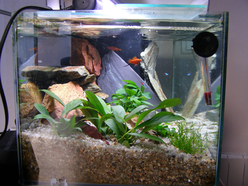 Combien De Poisson Dans Un Aquarium 60l Combien De Poisson Peut On Mettre Dans Un Aquarium De 60l