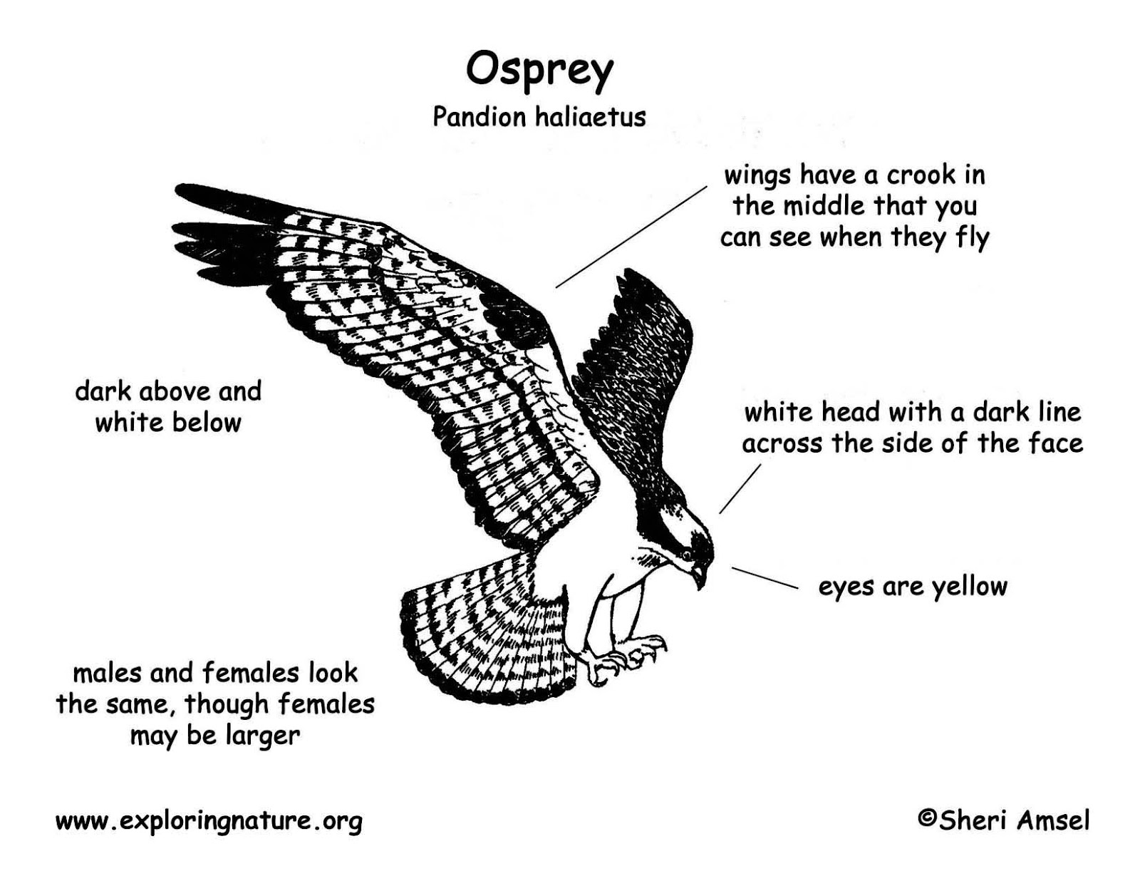 Download 327+ Osprey Coloring Pages PNG PDF File