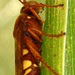 Sphecius convallis, Pacific Cicada Killer
