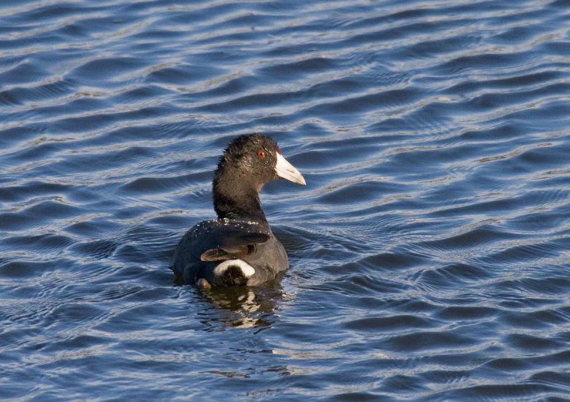 American Coot American Coot
