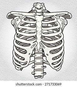 Rib Cage Anatomy Numbered - Rib Cage Diagram With Organs - Human