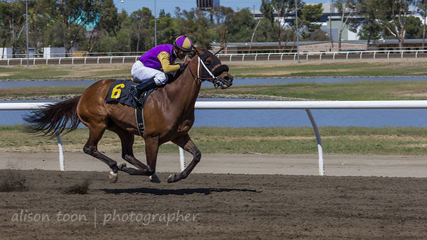 Race six, Sacramento card at the California State Fair