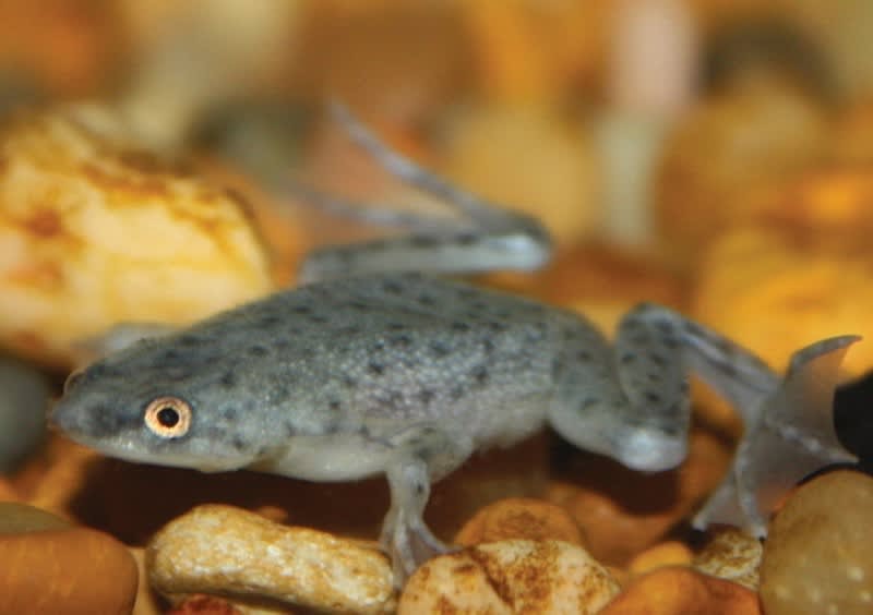 What Do Freshwater Aquarium Frogs Eat - Aquarium Views