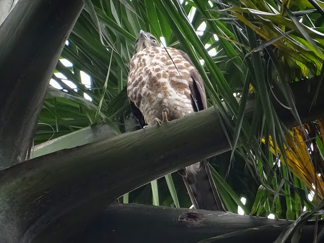 鳳頭蒼鷹/無限台南