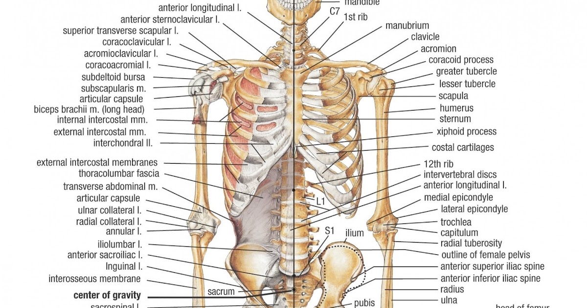Human Bone Anatomy - Human Skeletal System Anatomy With Detailed Labels