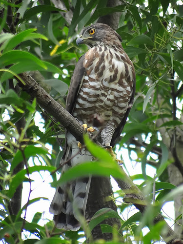 鳳頭蒼鷹/無限台南