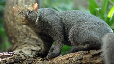 rare wild cat species   knew existed