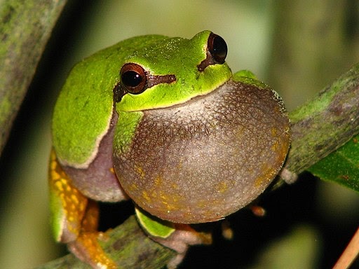 Endangered New Jersey: How About a State Amphibian and a State Reptile