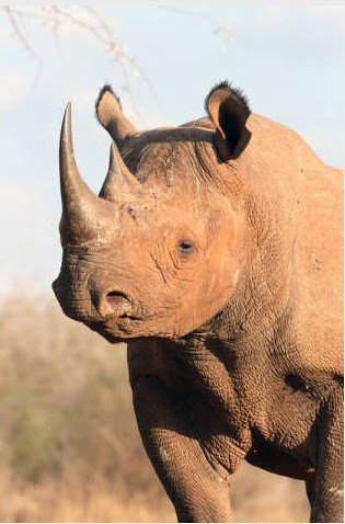 brhino1