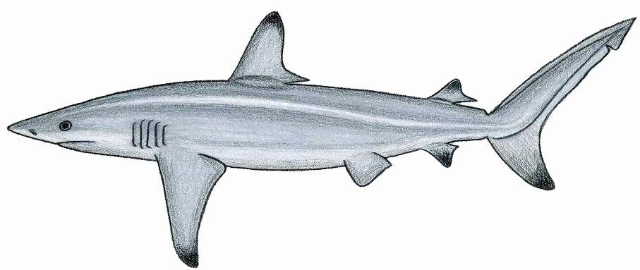 Großer Schwarzspitzenhai (Spinnerhai) - Carcharhinus brevipinna