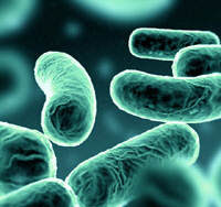 http://www.secnews.gr/wp-content/uploads/2010/11/bacteria5.jpg