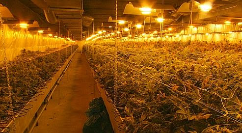 Les plants de cannabis poussent dans des hangars, sous lumière artificielle.