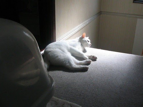 Pucci in the sun
