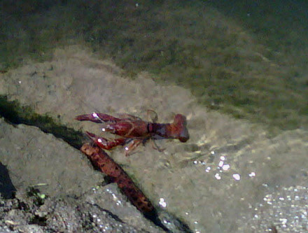 Crawfish
