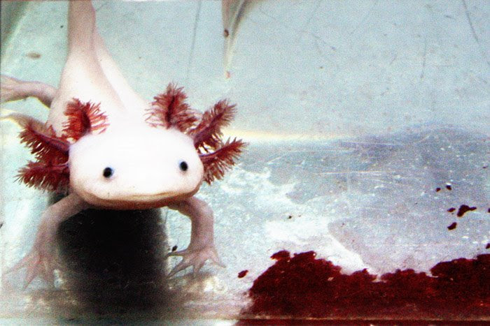File:Albinoaxolotl2.jpg