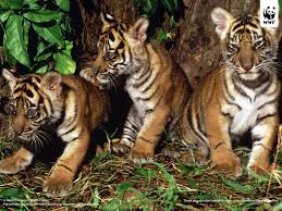 The Sumatran tigers are the