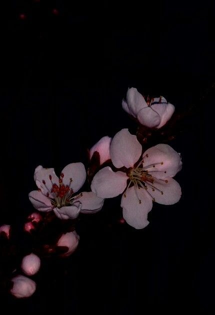 Black Dark Cherry Blossom Iphone Wallpaper - bmp-woot
