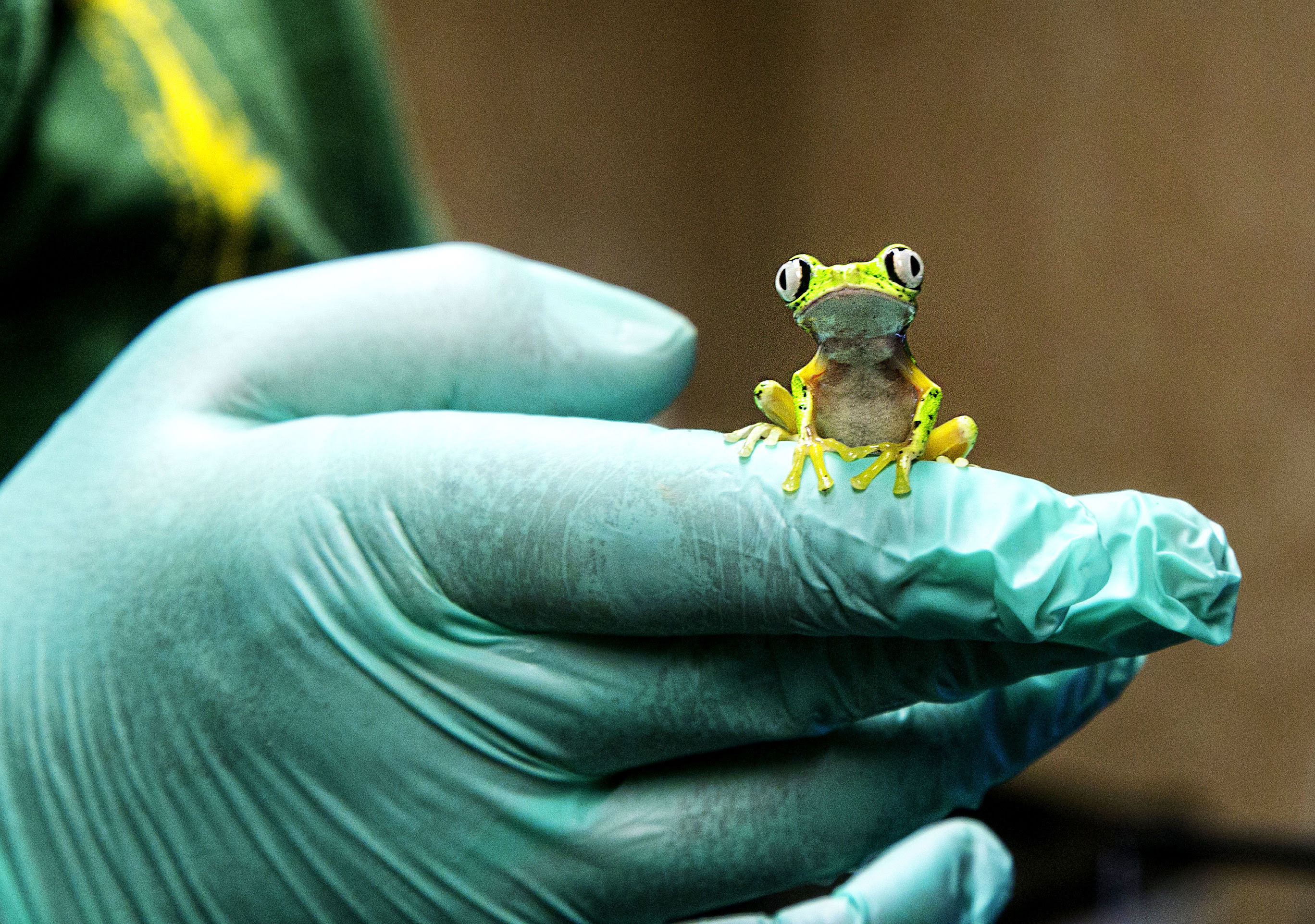 photo issued by Paignton Zoo of a critically endangered colour-changing lemur leaf frog, which they bred by using artificial rain storms. PRESS ASSOCIATION