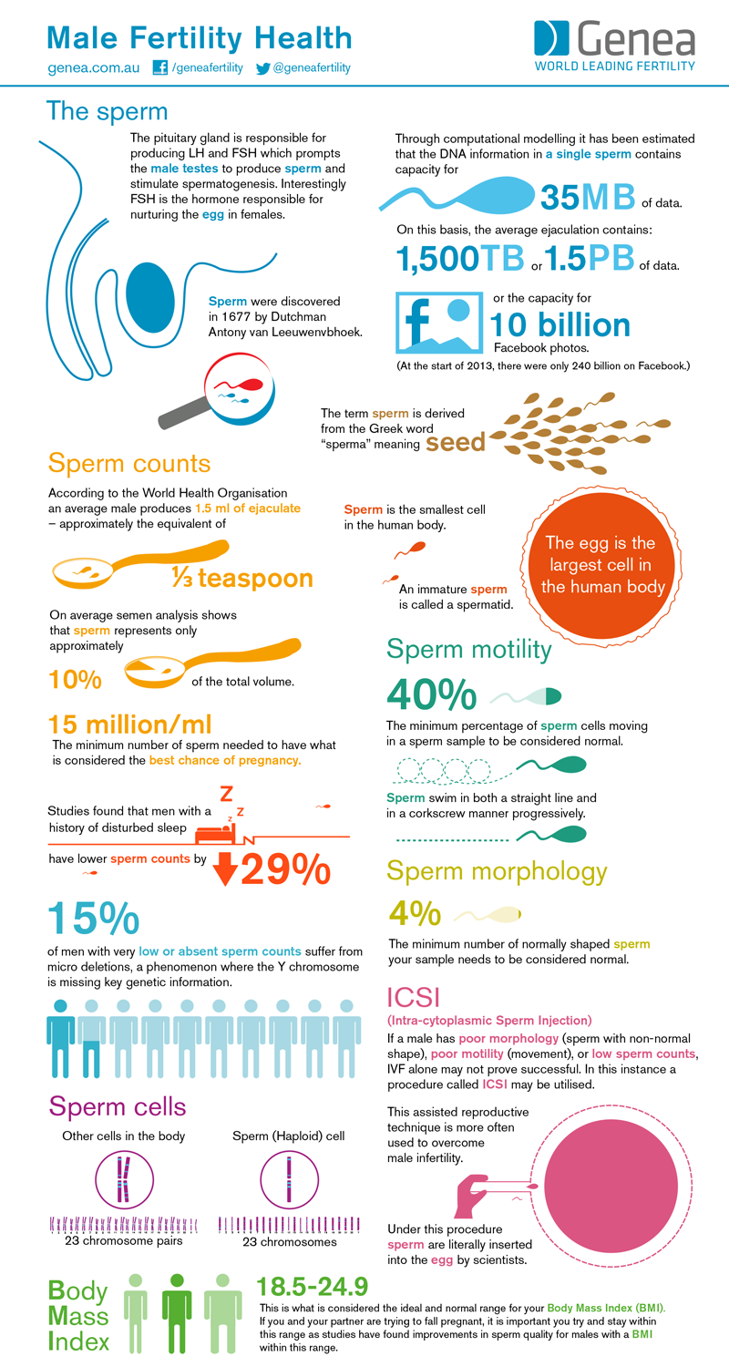 Male Fertility Health infographic Visualistan