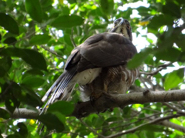 鳳頭蒼鷹/無限台南