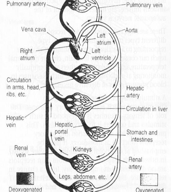 circulatory-system-worksheet-answers-worksheet