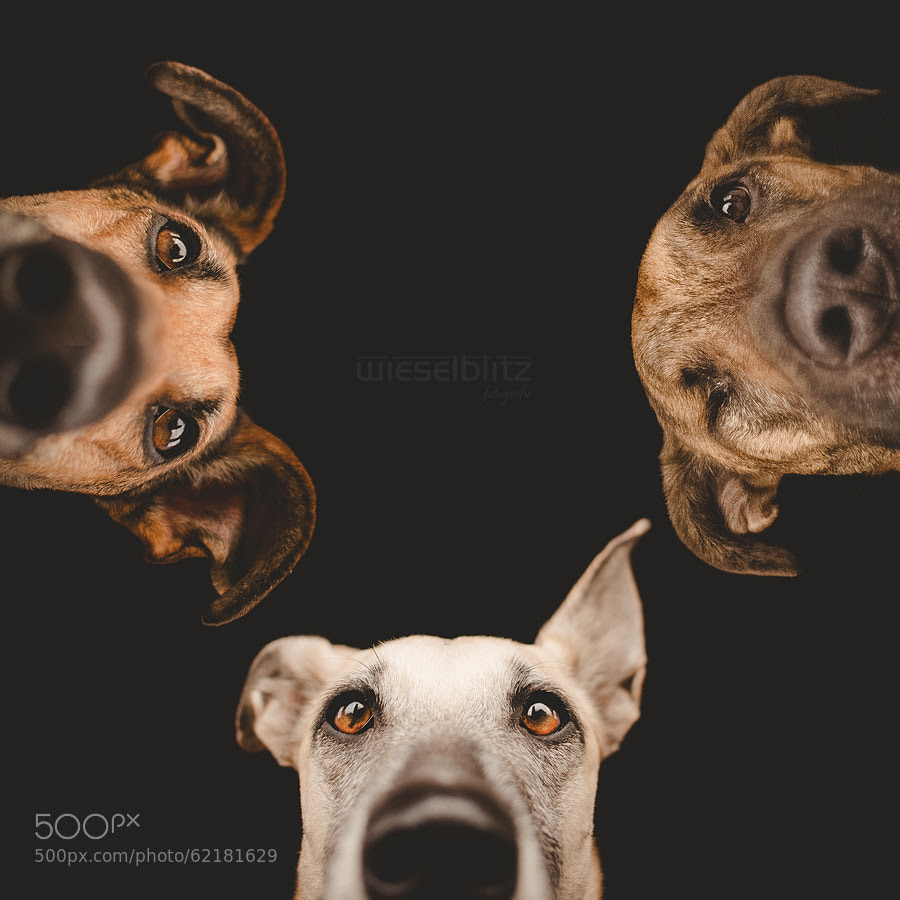 creative-dog-photography-ideas-petswall