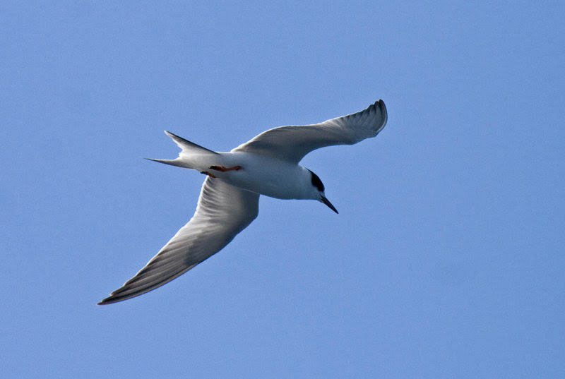 Common Tern Common Tern
