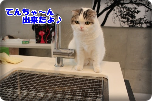 キッチン シンク 蓋 猫 Kitchin