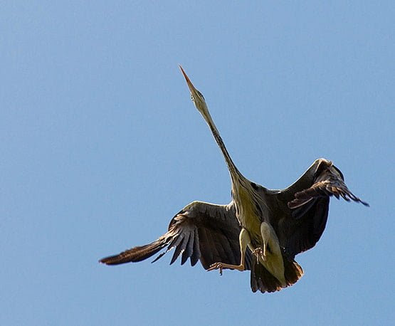 09 Coming to Land 09 Coming to Land in 20 Examples of Perfectly Timed Animal Photography