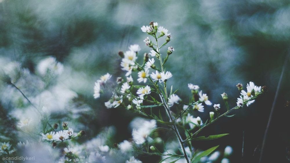 Computer Backgrounds Aesthetic Flowers