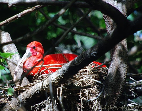 Ibis on the Nest
