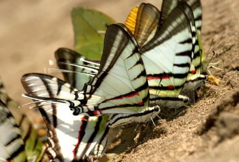Neographium agesilaus