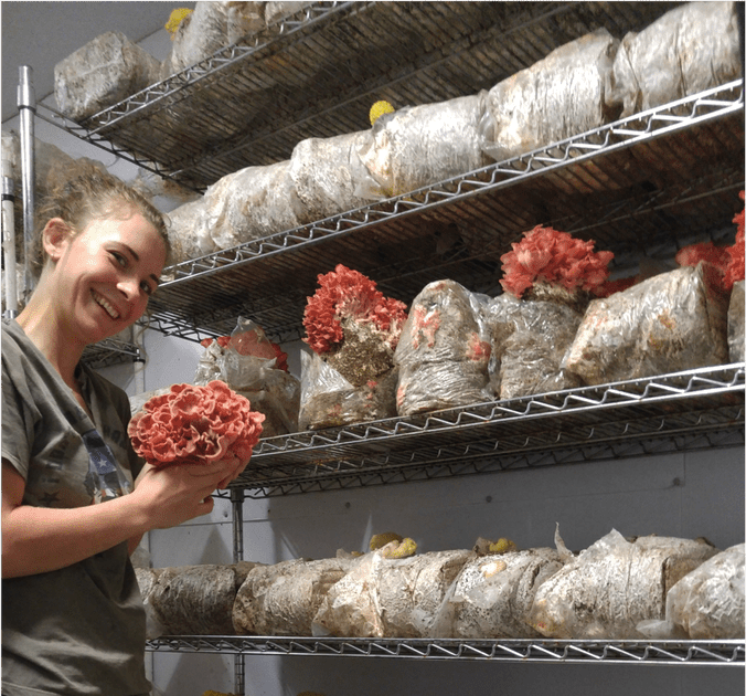 How To Start A Mushroom Farming - Farm Info