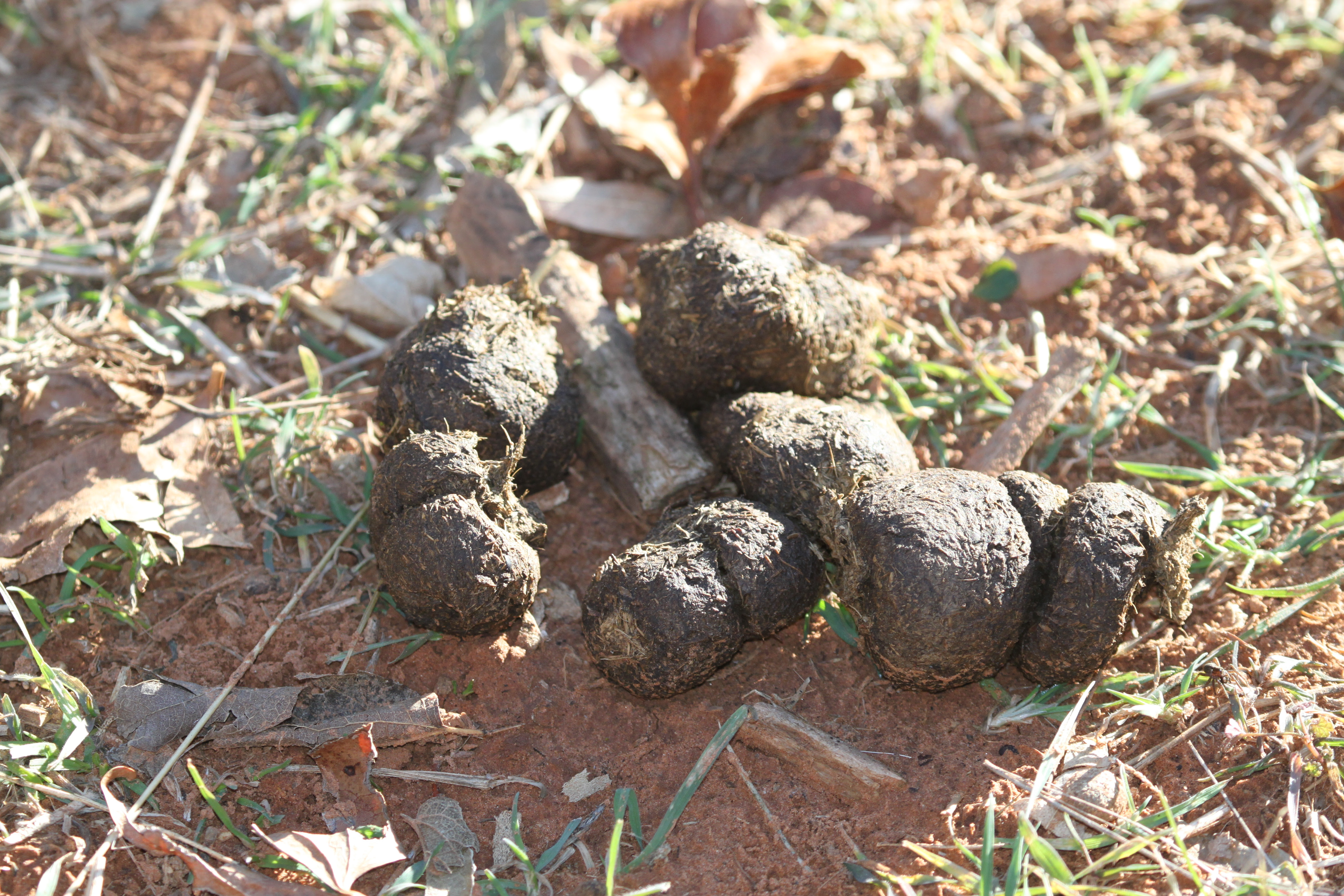 Identifying Animals By Their Poop