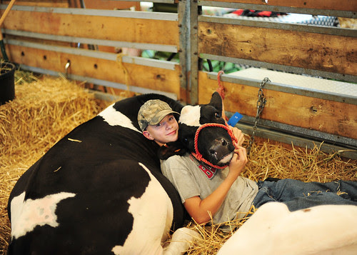 a boy and his cow
