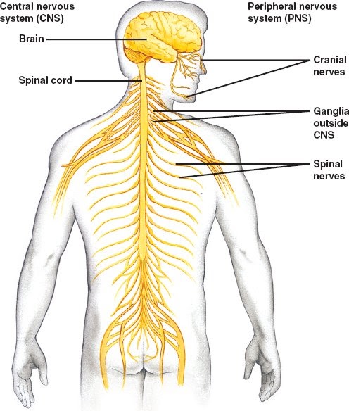 Human Central Nervous System Diagram : Nervous System Diagram Labeled