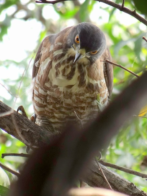 鳳頭蒼鷹/無限台南