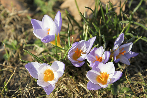 Krokus und Schneeglöggli Platzspitz Zürich