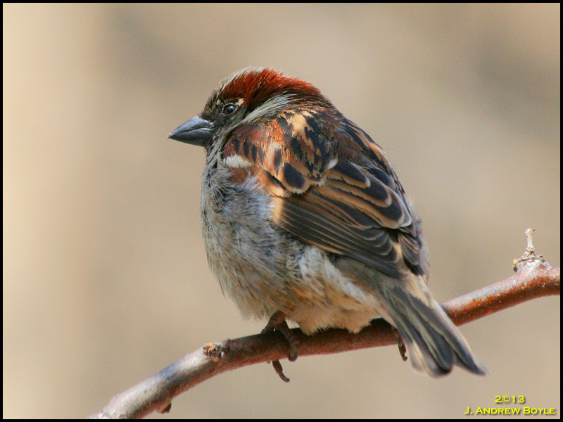 House Sparrow House Sparrow