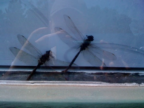 two_dragonflies