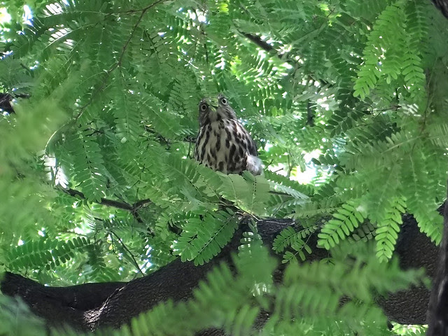 鳳頭蒼鷹/無限台南