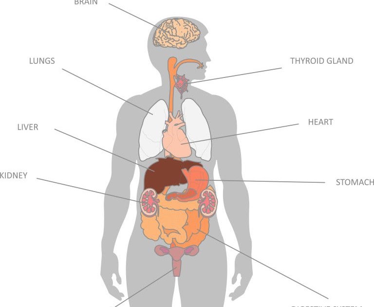 Body Organ Diagram - designby4d