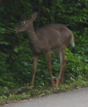 Deer