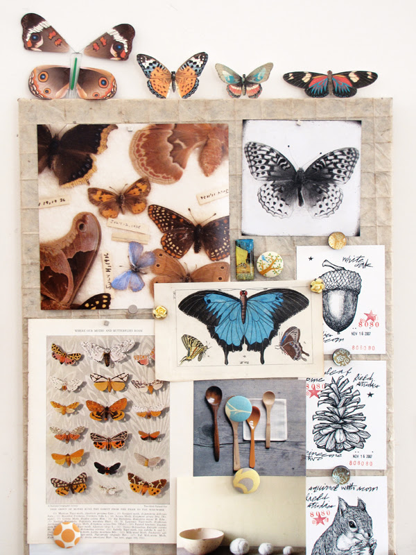 Butterfly collection