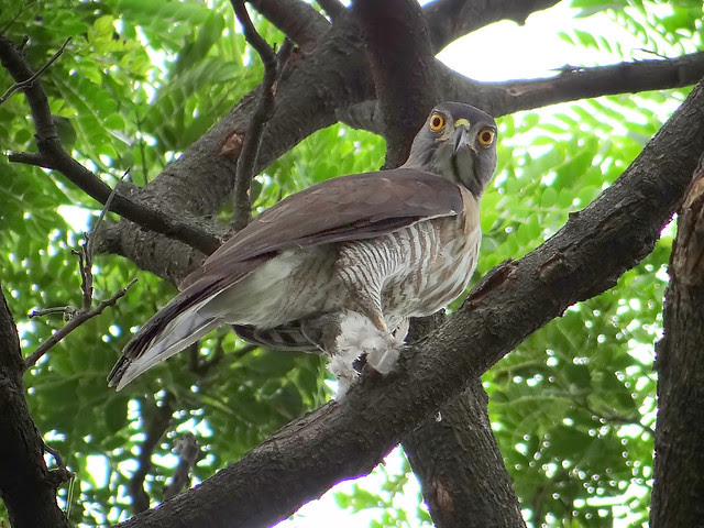 鳳頭蒼鷹/無限台南