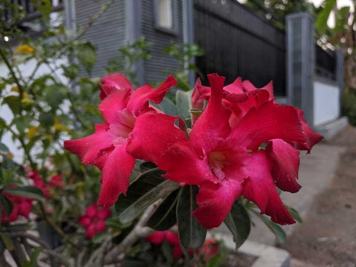 Terkeren 26 Gambar Bunga  Adenium Merah Gambar Bunga  Indah