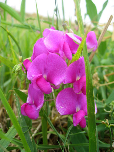 Sweetpeas (this color Natalie!)